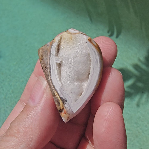 Spiralite Shell With Druzy Quartz | Waves Of The Ancients