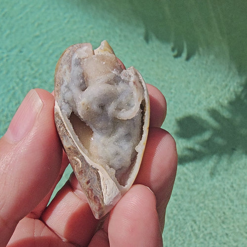 Spiralite Shell With Druzy Quartz | Crystalline Cocoon