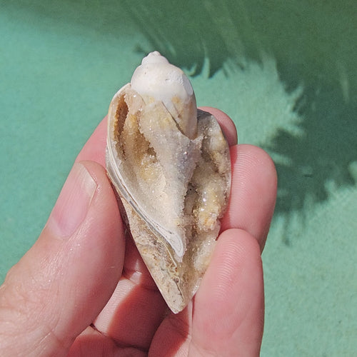 Spiralite Shell With Druzy Quartz | Luminous Sea Chamber